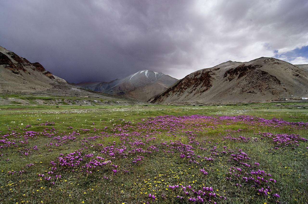 Ladakh 4